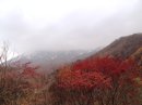 画像: 紅葉が鮮やかになってきました。