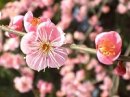 画像: 桜はまだですが梅は今盛り