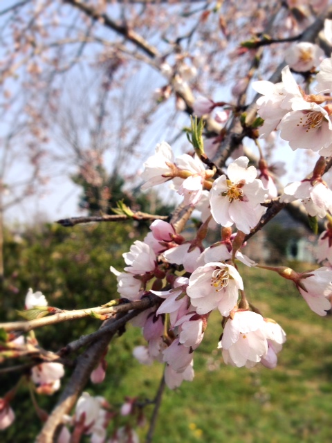 画像: 桜の季節になりました