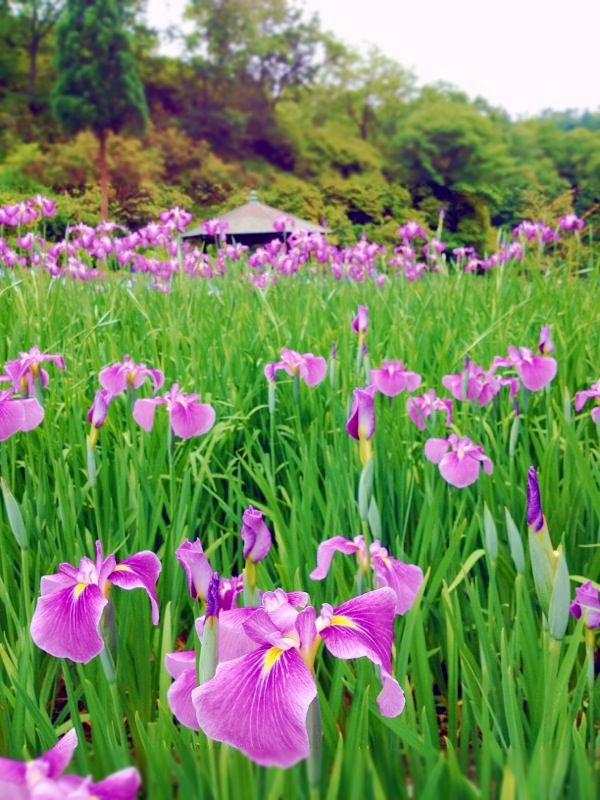 画像: 梅雨を迎えて