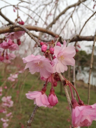 画像: 朝が気持ち良い季節ですね