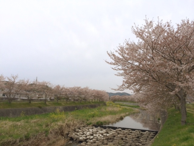 画像: 桜が満開になりました。