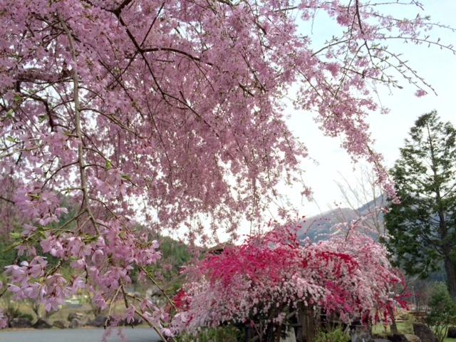 画像: 桜が満開になりました。