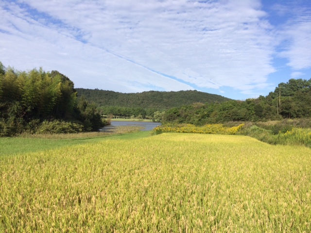 画像: 今年は一気に秋になりました。