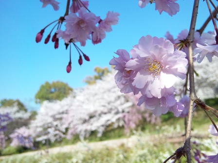 画像: 桜の花が満開です