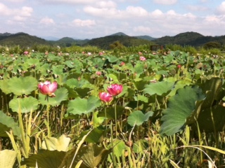 画像: 朝露で秋の気配を感じる季節になりました