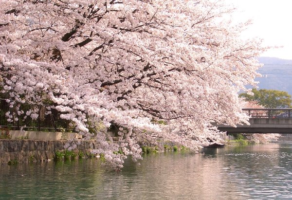 画像: 桜が見ごろ