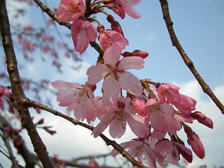 画像: 桜の開花がちらほらと・・・